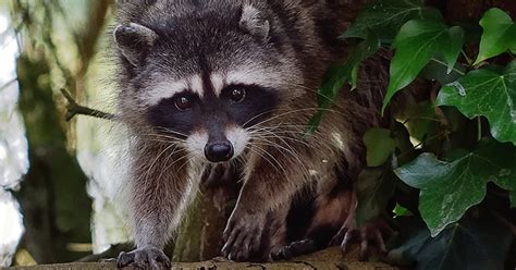 5 Things To Know About Urban Raccoons Animalkind
