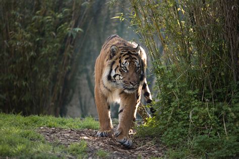 Indonesia's rich diversity extends beyond the people, culture, and ethnicities. Indonesia: Villagers Kill Rare Tiger Thinking It Was a ...