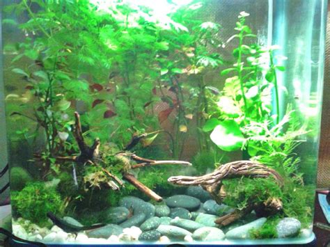 Tank Setupwater Questions In Preparaton For Fire Belly Newt Caudata