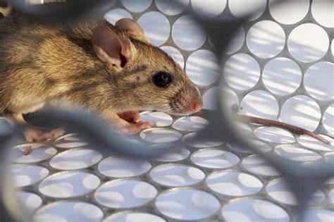 Get free professional medical advise about hantavirus infection. Hantavirus: Another virus from China - here's why you ...