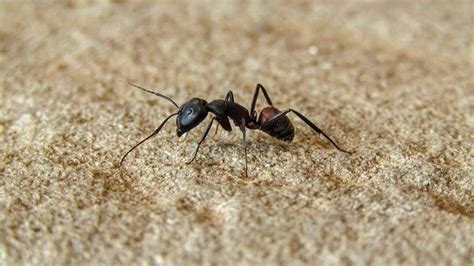 arti mimpi melihat semut hitam kecil banyak