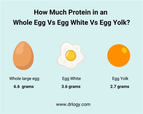 How Much Protein In One Egg Egg White Egg Yolk Drlogy