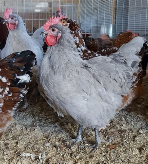 Lavender Orpington Chicken For Sale Cackle Hatchery