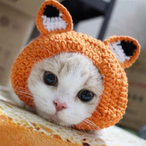 손뜨개 냥이 귀돌이 모자 네이버 블로그 Crochet Cat Hat Cat Hat Cat Accessories