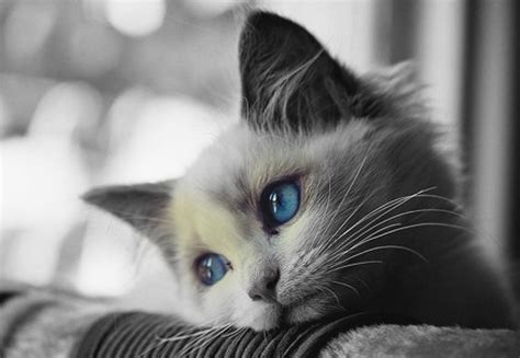 We present you our collection of desktop wallpaper theme: Sad Cat Wallpaper For Desktop 7823 #4777 Wallpaper | Cool ...