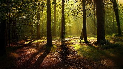 Nature Trees Forest Branch Wood Mist Leaves Sunlight Shadow