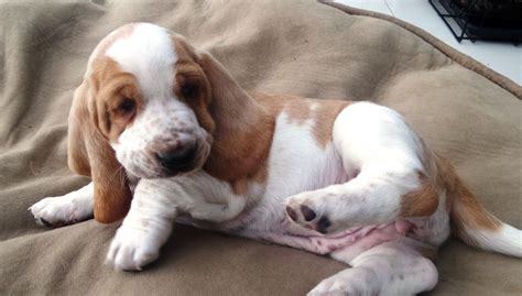 Miniature Basset Hound Puppies For Sale Petswall
