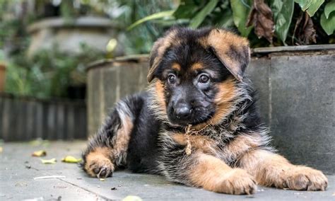 Miniature German Shepherd Puppies Pets Lovers