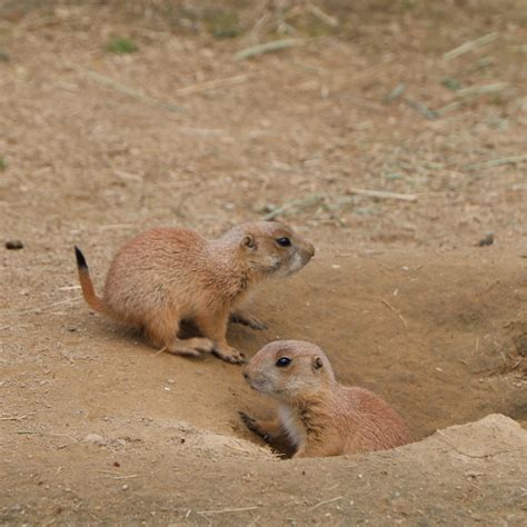 Baby Prairie Dog Pups Debut At Franklin Park Zoo Caught In Dot
