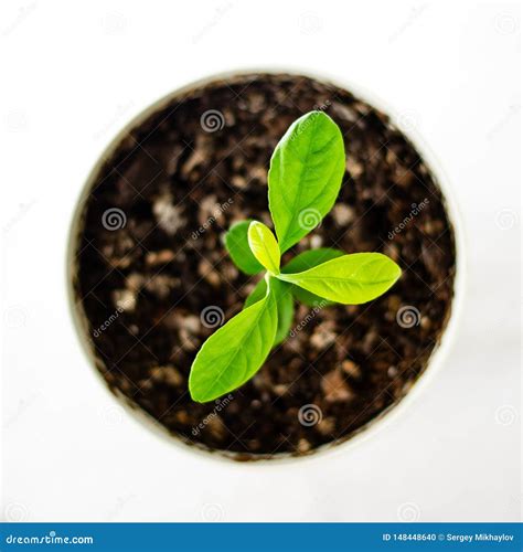 Lemon Tree Sprout With Bokeh Stock Photo Image Of Lemon Healthy