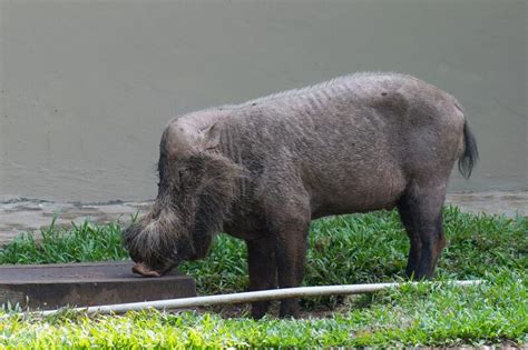 Filebornean Bearded Pig At Bako National Park Borneo Handwiki