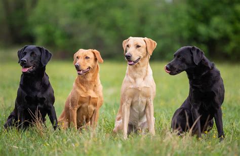Are Labs Good Protection Dogs