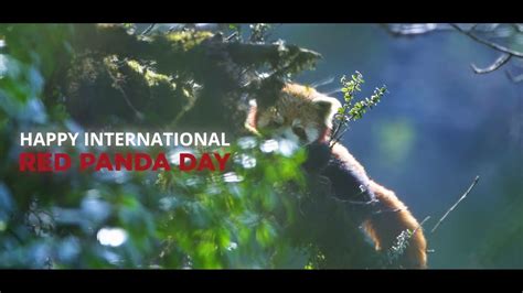 International Red Panda Day 2022 Irpd 2022 Red Panda Network Youtube