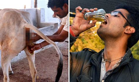 Taking The Pee Indian Men Drink And Bathe In Cow Urine To Fight