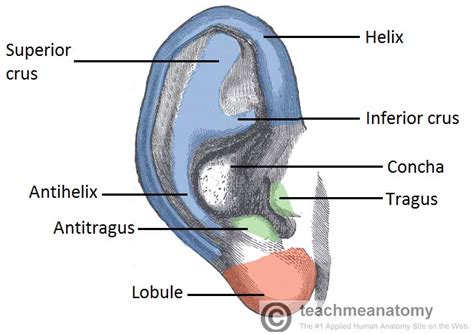 Ear Auricle Anatomy