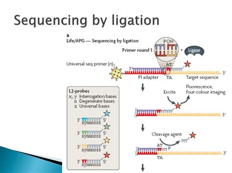 Ppt Nextgeneration Dna Sequencing Technologies Theory And Practice
