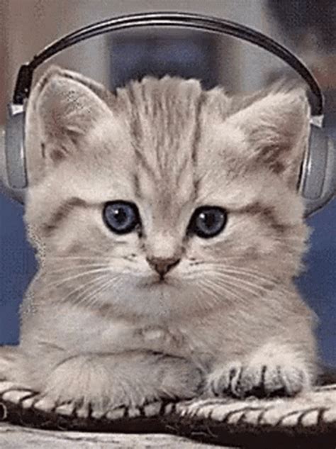 Cat Headphones  Cat Headphones Listening Discover Share S My Xxx Hot Girl