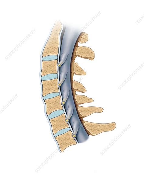 Cervical Spine Illustration Stock Image F0266787 Science Photo