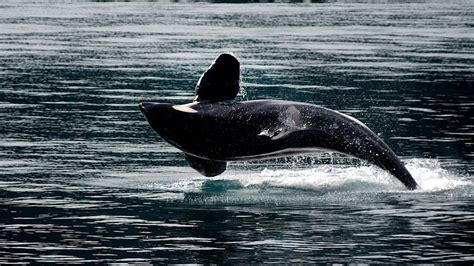 Uk Initiated A Case Of Ill Treatment Of Killer Whales In Primorye