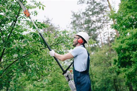 Tree Trimming Near Me Hire A Pro For Your Safety And Healthy Trees