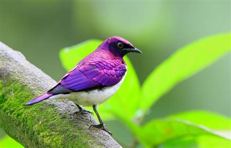 12 Beautiful Purple Colored Birds That You Didnt Know It