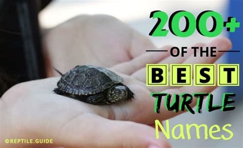 200 Pet Turtle Names You Re Gaurenteed To Love Cute Funny More