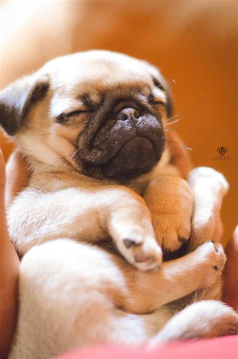 Puggy Puppy Schlafender Mops Welpe © Pavan Kumar Baby Pugs Cute