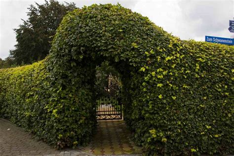 Fast Growing Hedge Plants For Privacy