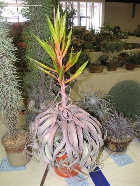 Many tank bromeliads have fascinating blooms. PlantFiles Pictures: Tillandsia Bromeliad, Air Plant ...