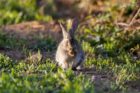 European Rabbit Oryctolagus Cuniculus Animal In Natural Habitat Life