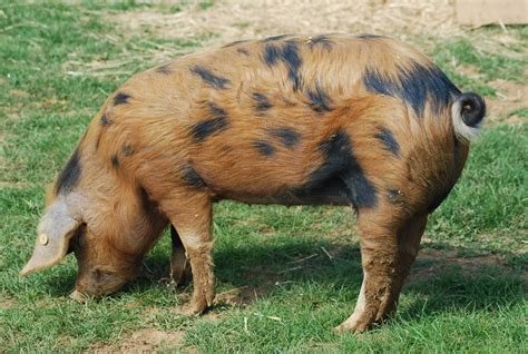 A Brown And Black Pig Standing On Top Of A Lush Green Field