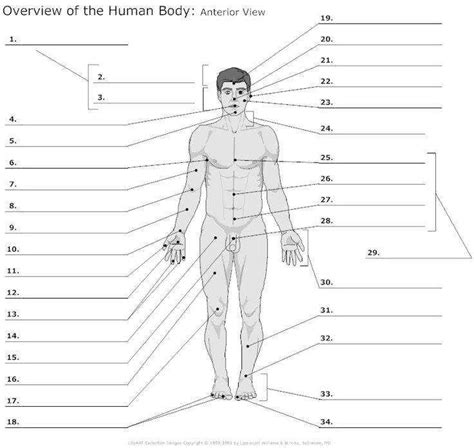The anatomical position is the central concept behind all descriptions of location within the body. Anatomical Terms Worksheet | Homeschooldressage.com