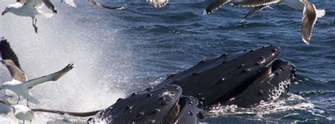 Gloucester Whale Watch in Gloucester Massachusetts - Boston MA Best
