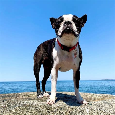 15 Amazing Facts About Boston Terriers You Probably Never Knew The Dogman
