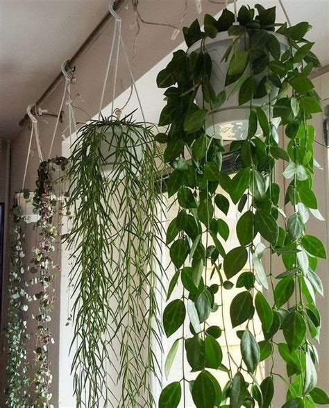 92 Beautiful Hanging Plants Ideas To Inspire You 65 ~