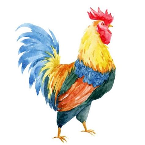 Beautiful Watercolor Rooster Vector Vector Animal Free Download
