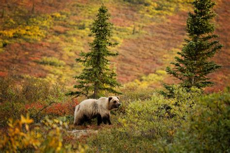 It is never a good idea to bring food inside your tent. How to Keep Bears Away from Your Campsite: Bear Safety Tips