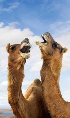 The camel's relatives in the americas, the alpaca, llama, vicuna, and guanaco do not. Funny Pictures of Camels | Funny Camel Camels Animals ...