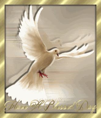 A christian holy day known also as whit sunday, white sunday and whitsun (united kingdom) commemorating the. Dove GIF - Find & Share on GIPHY