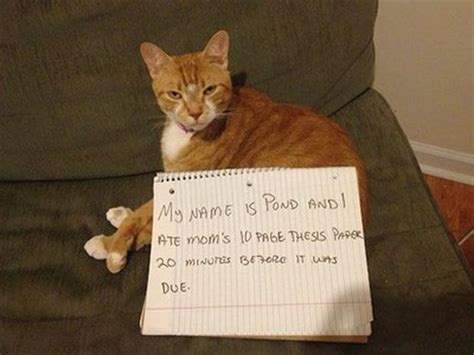 Best Of Cat Shaming 26 Pics