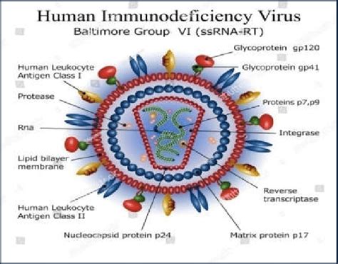 Structure Of Human Immunodeficiency Virus Hiv Virus 10 Image Was