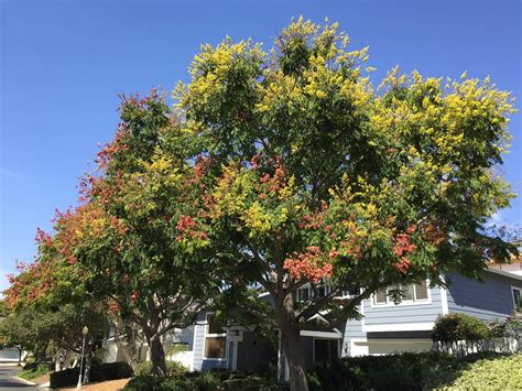 This tree is across the street from my work along with a row of similar trees. Chinese Lantern Tree - Santa Barbara Beautiful