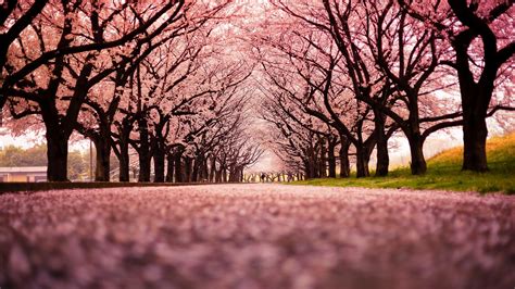 Cherry Blossom Wallpaper Night