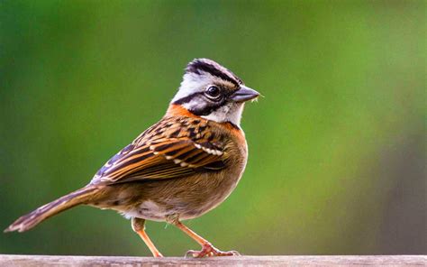 Lovable Images Cute Sparrow Wallpapers Hd Free Download Amazing