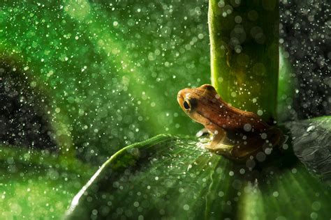 Wallpaper Leaves Animals Nature Plants Rain Water Drops Green