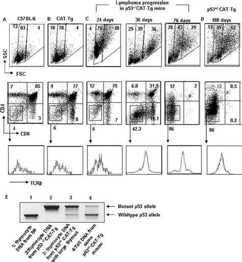 Lymphoma Progression In P53 Ϫ Ϫ Cat Tg Mice And Loss Of P53 Function