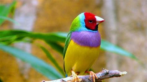 Colorful Birds Wallpapers Top Free Colorful Birds Backgrounds