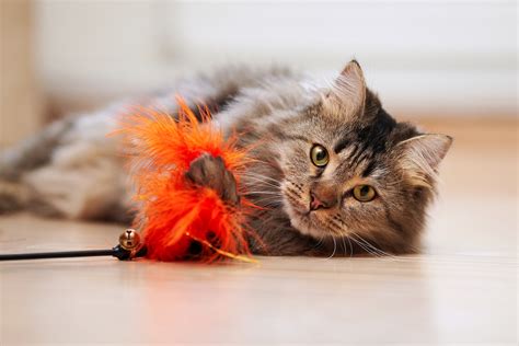 Maine coon cats tend to be easy going and loyal with a playful and intelligent nature. Differences Between Male and Female Cats | Hill's Pet