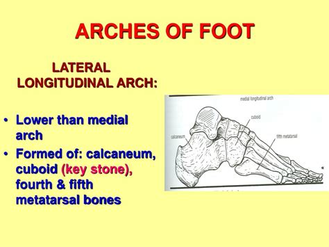 Ppt Arches Of Foot Powerpoint Presentation Free Download Id615295