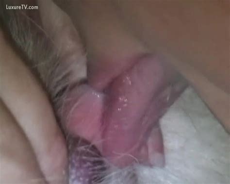 Horny Wife Masturbating Her Pet Dog Xxx Femefun